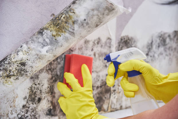 Why You Should Choose Our Mold Remediation Services in Hallandale Beach, FL